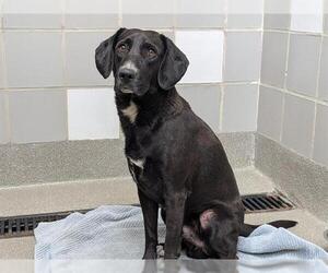 American Pit Bull Terrier-Labrador Retriever Mix Dogs for adoption in Las Vegas, NV, USA