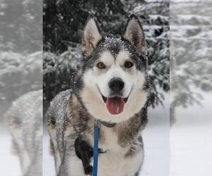 Alaskan Malamute Dogs for adoption in Eden Prairie, MN, USA