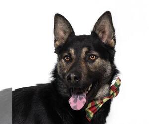 German Shepherd Dog-Unknown Mix Dogs for adoption in Santa Maria, CA, USA