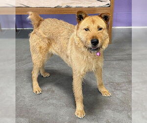 Airedale Terrier-Unknown Mix Dogs for adoption in Genesee, WI, USA