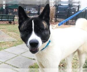Akita Dogs for adoption in Hampton Bays, NY, USA