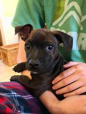 Medium Photo #1 Bo-Dach Puppy For Sale in South Weymouth, SC, USA