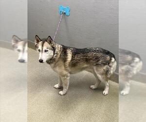 Siberian Husky-Unknown Mix Dogs for adoption in Las Vegas, NV, USA
