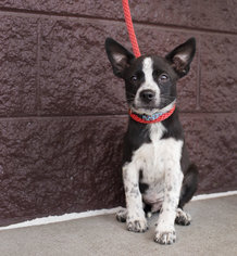 Boston Terrier-Unknown Mix Dogs for adoption in Florence, AL, USA