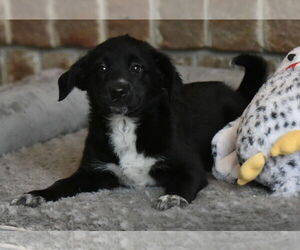 Beagle-Border Collie Mix Dogs for adoption in Mechanicsburg, PA, USA