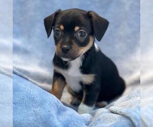 Chihuahua-Spaniel Mix Dogs for adoption in San Diego, CA, USA