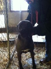 American Pit Bull Terrier Dogs for adoption in Colfax, IL, USA