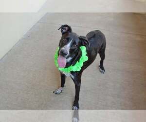 Mutt Dogs for adoption in McKinney, TX, USA
