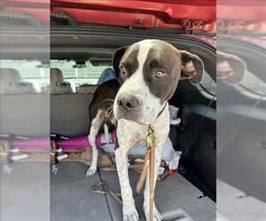 American Pit Bull Terrier Dogs for adoption in Conroe, TX, USA