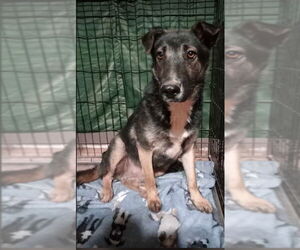 Border Collie-Unknown Mix Dogs for adoption in phoenix, AZ, USA