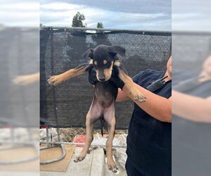 Doberman Pinscher Dogs for adoption in Stockton, CA, USA