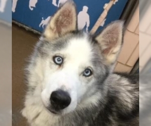 Siberian Husky Dogs for adoption in St. Cloud, MN, USA