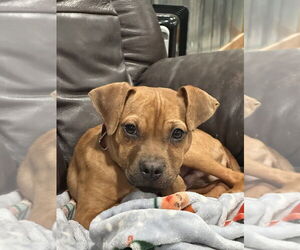 Bullboxer Pit Dogs for adoption in Brewster, NY, USA