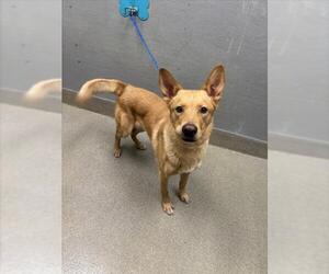 German Shepherd Dog-Unknown Mix Dogs for adoption in Las Vegas, NV, USA