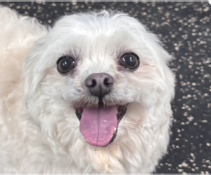 Maltese Dogs for adoption in San Ramon, CA, USA