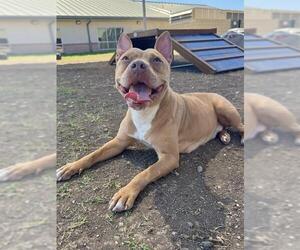 American Bulldog-American Staffordshire Terrier Mix Dogs for adoption in San Antonio, TX, USA