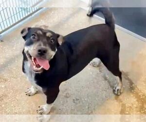 Australian Kelpie-Unknown Mix Dogs for adoption in Houston, TX, USA