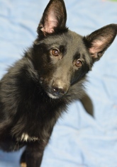 Medium Photo #1 Mutt Puppy For Sale in Cochran, GA, USA