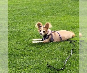 Papillon Dogs for adoption in Colorado Springs, CO, USA