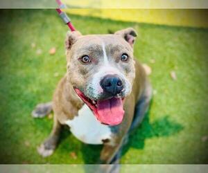 American Pit Bull Terrier Dogs for adoption in Orlando, FL, USA