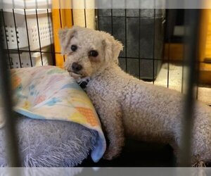 Bichon Frise Dogs for adoption in Lewistown, PA, USA