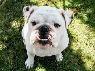 Bulldog Dogs for adoption in San Clemente, CA, USA