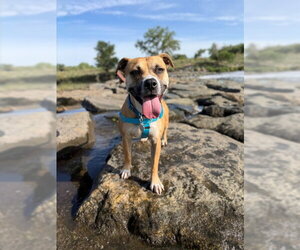 Staffordshire Bull Terrier Dogs for adoption in Brighton, CO, USA