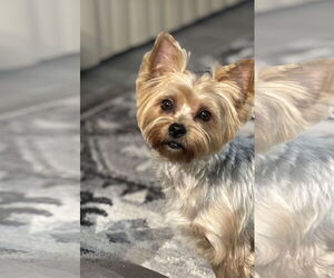 Mutt Dogs for adoption in Princeton, MN, USA