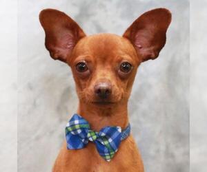 Chihuahua Dogs for adoption in Garfield Heights, OH, USA