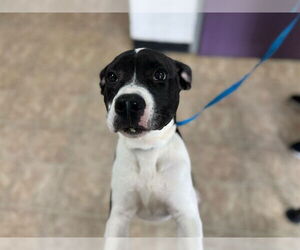 American Staffordshire Terrier-Unknown Mix Dogs for adoption in Raleigh, NC, USA