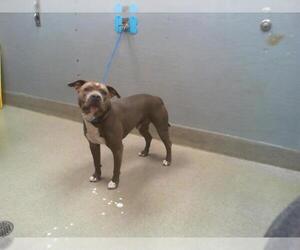 American Pit Bull Terrier-Unknown Mix Dogs for adoption in Las Vegas, NV, USA