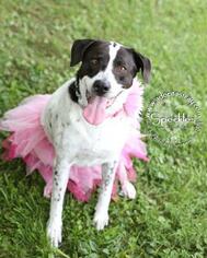 Pointer Dogs for adoption in Newport, KY, USA