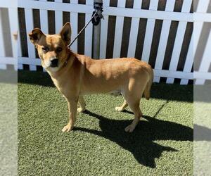 German Shepherd Dog-Unknown Mix Dogs for adoption in Modesto, CA, USA