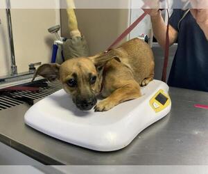 Chihuahua-Unknown Mix Dogs for adoption in Visalia, CA, USA