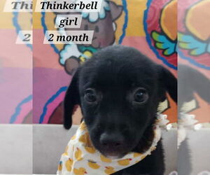 Chihuahua-Unknown Mix Dogs for adoption in Virginia Beach, VA, USA
