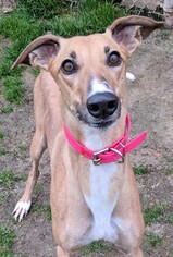 Greyhound Dogs for adoption in Randleman, NC, USA