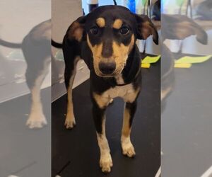 Mutt Dogs for adoption in Carrollton, TX, USA