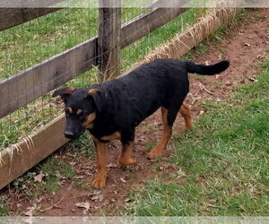 Mutt Dogs for adoption in Garden City, NY, USA