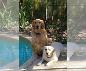 Golden Retriever Dogs for adoption in Oviedo, FL, USA