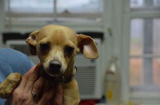 Chihuahua Dogs for adoption in Athens, AL, USA