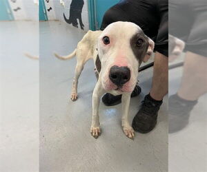 American Staffordshire Terrier-Unknown Mix Dogs for adoption in Waco, TX, USA