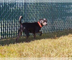 Chihuahua Dogs for adoption in Springfield, MA, USA