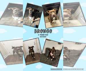 American Pit Bull Terrier-Unknown Mix Dogs for adoption in Jacksonville, NC, USA
