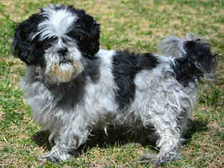 Shih Tzu Dogs for adoption in West Valley, UT, USA