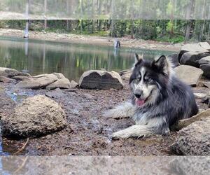 Siberian Husky-Unknown Mix Dogs for adoption in Incline Village, NV, USA