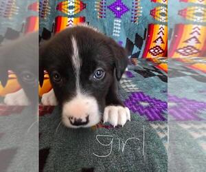 Bernese Mountain Dog-Labrador Retriever Mix Dogs for adoption in Calgary, Alberta, Canada