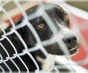 Mutt Dogs for adoption in Tulsa, OK, USA