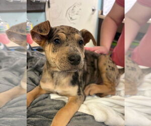 Australian Shepherd-Rottweiler Mix Dogs for adoption in Amarillo, TX, USA