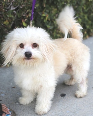 Maltese Dogs for adoption in Los Angeles, CA, USA