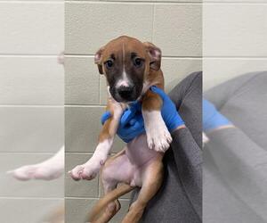 American Staffordshire Terrier-Unknown Mix Dogs for adoption in Grasswood, Saskatchewan, Canada